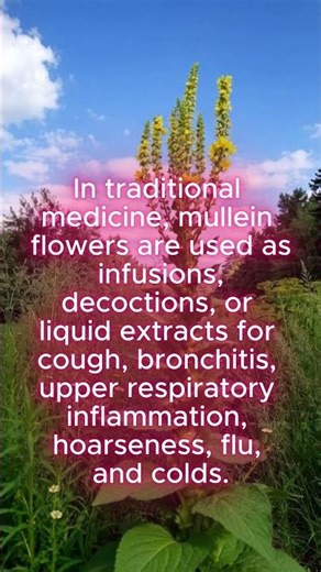 Common Mullein – Traditional Uses. #traditionalmedicine