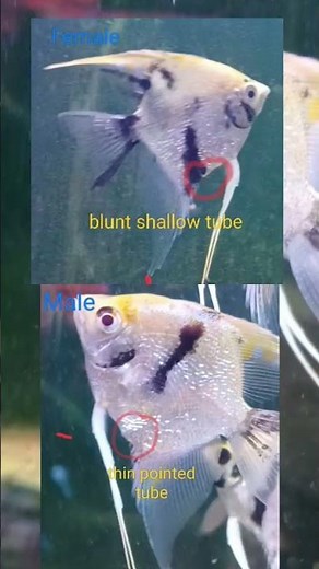 Difference Between Male And Female Angel Fish#Angelfish