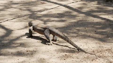 clip-3995763781-example-walking-dragon-comfort