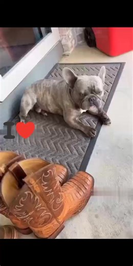 boogie getting some rest �� | Clint Wright