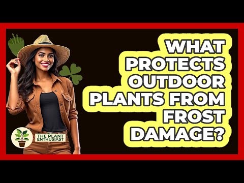 What Protects Outdoor Plants From Frost Damage?