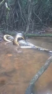 381K views · 3.5K reactions |  En la Amazonía, cada encuentro...