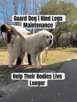 Helping Dogs Hips Stay Strong and Last Longer | 10 Year Old Great Pyrenees