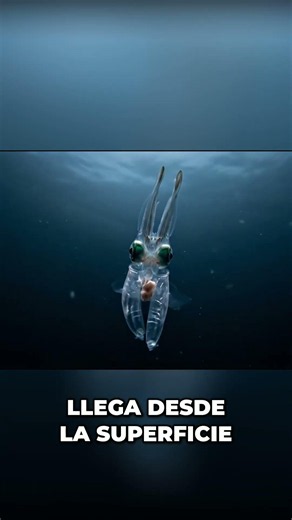 Deep Ocean Predators: Dangerous Signals Revealed #curiosities #didyouknow