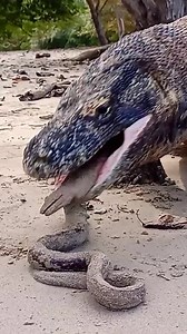 5.7M views · 50K reactions | Komodo dragons eat sea snakes | Animals Kingdom | Facebook