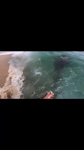 7.3K views · 99 reactions | Fisherman Max was highly recommended by Josh Neille which is dream to use. It lifts 3.5kg with a camera, no calibration, good battery life, and is super simple to use. This was a 10ft bronze whaler shark that was tagged and safely released for the NSW research program. It was caught on eel taken out 450m and took only 1.5 hours. | Swellpro | Facebook