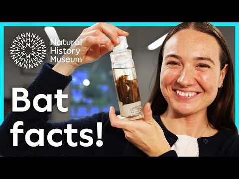 How bats fly by the power of jazz hands | A closer look at bat adaptations