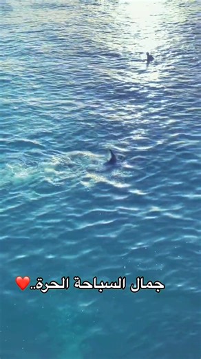 Dolphin Academy 🐬 🐬 🐬 🐬 🐬 🐬 | Dolphin Academy