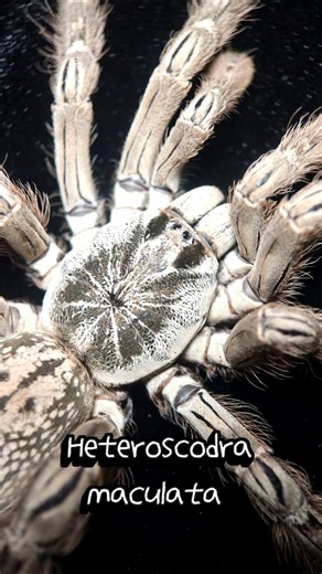 Heteroscodra maculata appeared!! (오너멘탈 바분)
