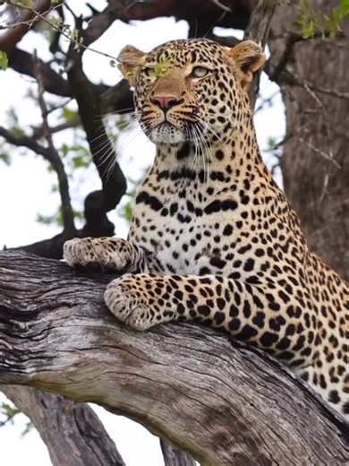 Leopard Facts and Differences from Lions