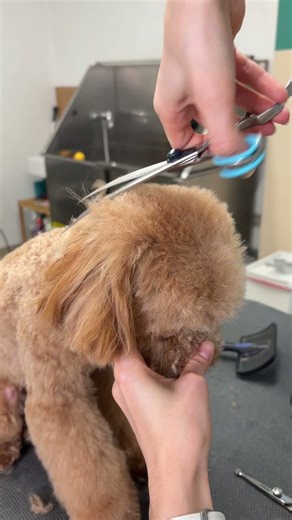 Toy Poodle groom 🐻