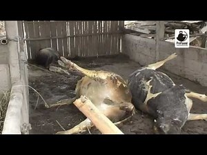 ProFauna helps animals victim of Merapi eruption