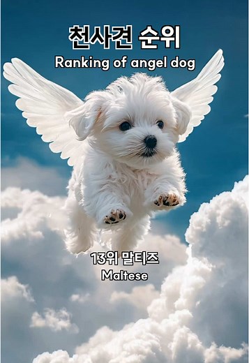 천사 같은 강아지들: 귀여운 순위
