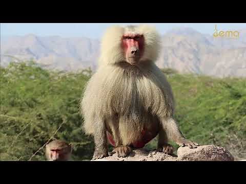 Exploring Eritrea's Natural Wonders: Wildlife, National Parks, and Scenic Beauty