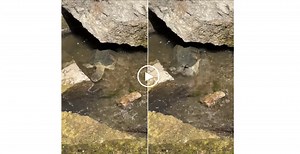 Watch: Snapping Turtle Gobbles Up a Water Snake