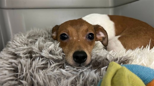 State police find groups of abandoned dogs throughout Sussex County