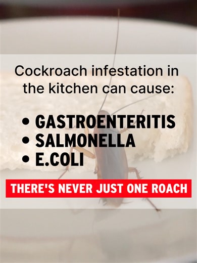 Cockroaches can carry bacteria that cause gastroenteritis. 🤮🤢 Rid your kitchen and home of roaches and keep your loved ones safe this Chinese New Year 🍊🧧 Visit our COMBAT website to learn more: https://www.combat.sg/ 🛒Shop now: 🔴 Redmart: http://bit.ly/49nBfX4 ⚪ NTUC Online: https://www.fairprice.com.sg/brand/combat 🔵 Lazada: https://www.lazada.sg/shop/sensatec/ 🟠 Shopee: https://shopee.sg/sensatec #CombatSG #CombatRoachKiller #roachbait #roachinfestations