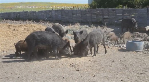 Map showing location of wild pigs in Manitoba