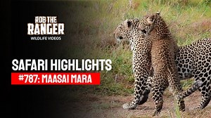 Wildlife Sighting Highlights From Little Zebra River Camp