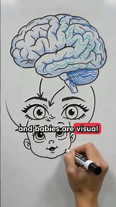 The Visual Brain: Where Seeing Is Believing 👁️