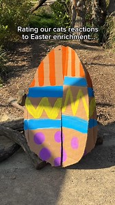 🐣 Happy Easter 🐣 This year, we made our resident cats a beautiful Easter egg for enrichment. But, in true cat fashion… they were thoroughly unimpressed 🤨 #TheBigCatSanctuary #BigCats #Easter #leopards | The Big Cat Sanctuary