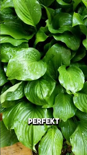 3 pflegeleichte Pflanzen für deinen Garten 🌿