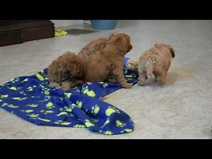 F1B Cavapoo Puppies For Sale