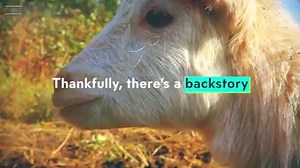 2.8M views · 5.2K reactions | Goat Yoga? I have so many questions. | OMGFacts | Facebook