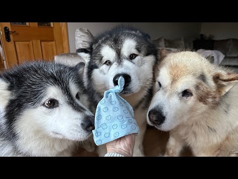 Introducing Newborn Baby To Our Dogs! They're So Excited!!