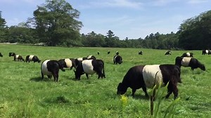 29K views · 754 reactions | Oreo cows! “Nature is amazing: who would...