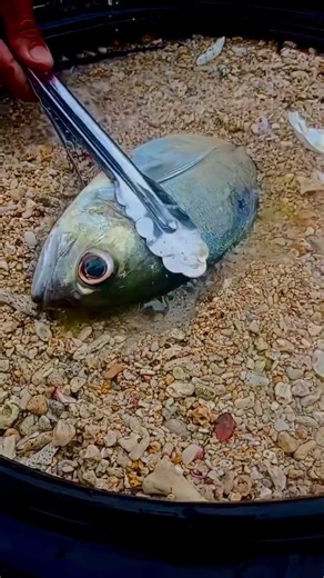 A Bigeye Scad Under The Sand