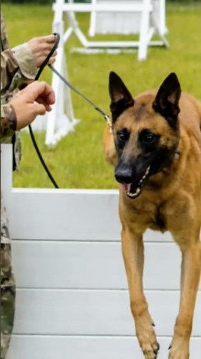 Belgian Malinois vs German Shepherd - The ULTIMATE Comparison