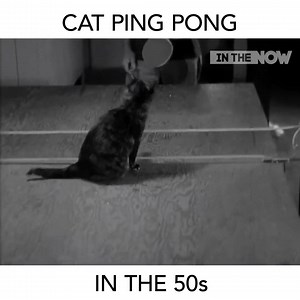 🤣 We all need a s-purr-ing partner like this 🐈 #throwback #meow #purr | World Table Tennis