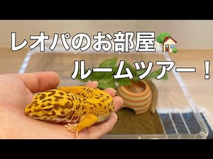 [Leopard Gecko] A thorough explanation of how to raise a leopard gecko!