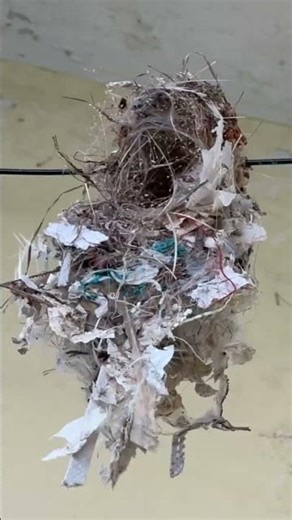 Timelapse nest building using scrap by humming bird