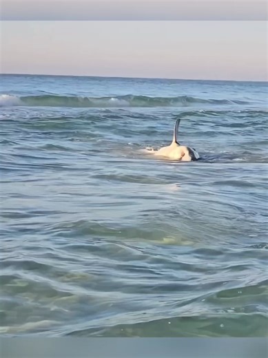 Amazing Shark Rescue in Ocean Waters