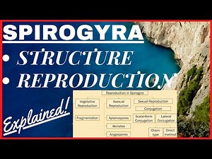Chlorophyta Green Algae | Scalariform, Lateral Conjugation [Reproduction] in Spirogyra Diagram NEET