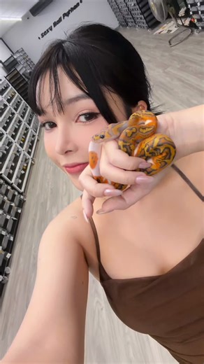 Pied หนึ่งในมอร์ฟที่มีเสน่ของBallpython #ballpython #งูบอลไพธอน | Sexy Ball Python