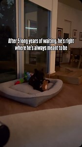 Ollie spent almost five years in the shelter… until the right person walked through the door. Ollie’s mom, Bobbie, met him earlier this year. Every week, she came back for him. And every week, he let her in a little more. Then in May, Ollie’s story finally got the ending we’d all been hoping for. The staff and volunteers gathered to celebrate. After nearly five years, everyone who loved him was cheering as he left for the life they’d all been hoping he’d find. Now, Ollie’s thriving in his new ho