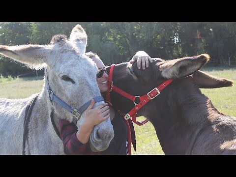 ADVICE | How much does it cost to own a donkey?