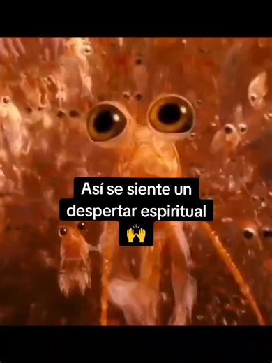 #ElAder #ParaTi #LÍDER #RenacerInterior #medicinaancestral #Conciencia #ParaTi #EspiritualidadPerú #ProcesoInterior #TransformaciónReal #SanaciónDelAlma #CrisisDeVida #RenacerInterior #IntegracionEspiritual #Canalizador #TarotConsciente #SanaciónProfunda #TrabajoDeSombra #ConcienciaExpandida #DespertarReal #MedicinaAncestral #IntegracionPostCeremonia @adrian.ader