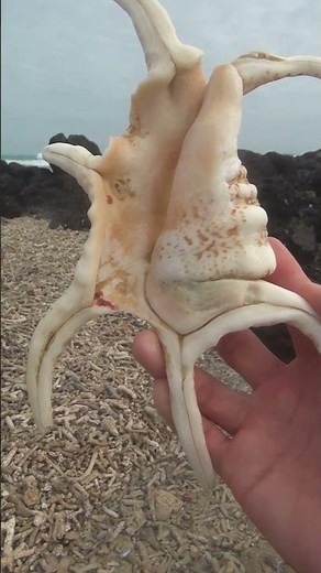 Giant hand shaped seashell
