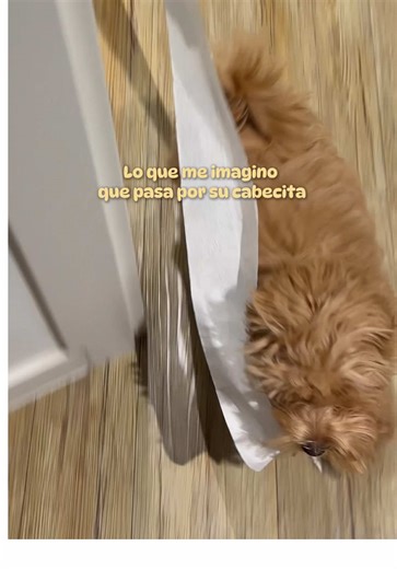 Cachorros traviesos: risas y travesuras familiares