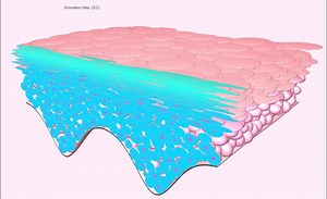 File:A-3D-self-organizing-multicellular-epidermis-model-of-barrier-formation-and-hydration-with-srep43472-s3.ogv - Wikimedia Commons
