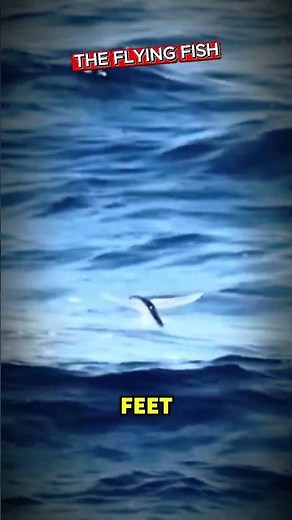 Flying Fish (Exocoetidae) Can Actually Fly#FlyingFish