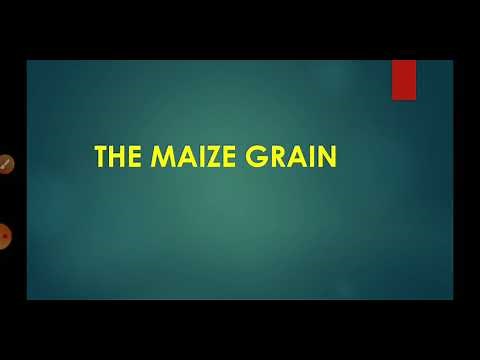 Structure of a maize grain