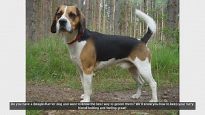 Essential Grooming Tips for Your Beagle-Harrier