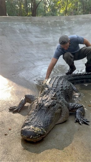 386K views · 2.5K reactions | Cleaning out the gator pond with Big...