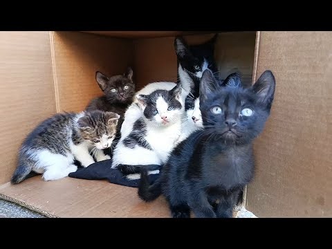 Mom cat adopted three orphaned kittens along with her baby