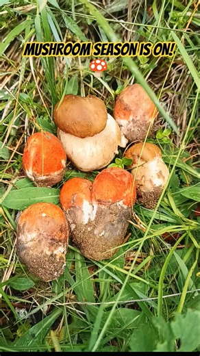 Mushroom Season Is Open! Found the First Porcini & Boletes 🌲🍄